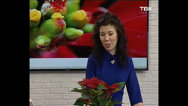 Советы ландшафтного дизайнера пуансеттия