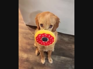 Poor doggo violently muzzled by abusive owner