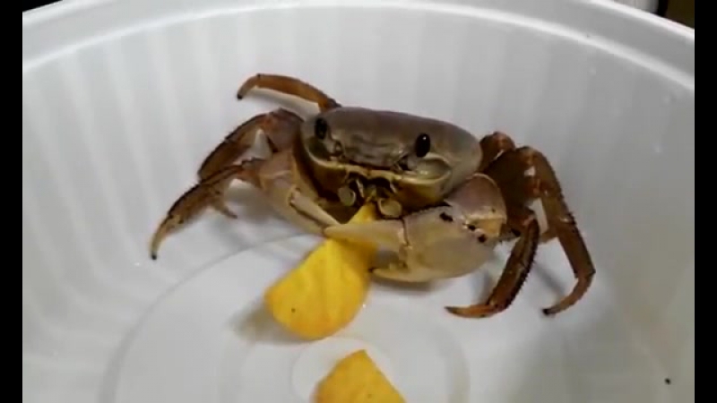 Краб ест чипсы