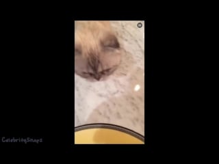 Calvin harris cat sitting tpornr swifts cats (meredith olivia) full snapchat story