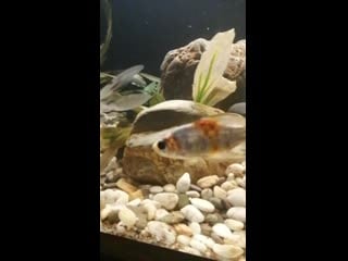 Sl mo vid 20200317 004654 mp4