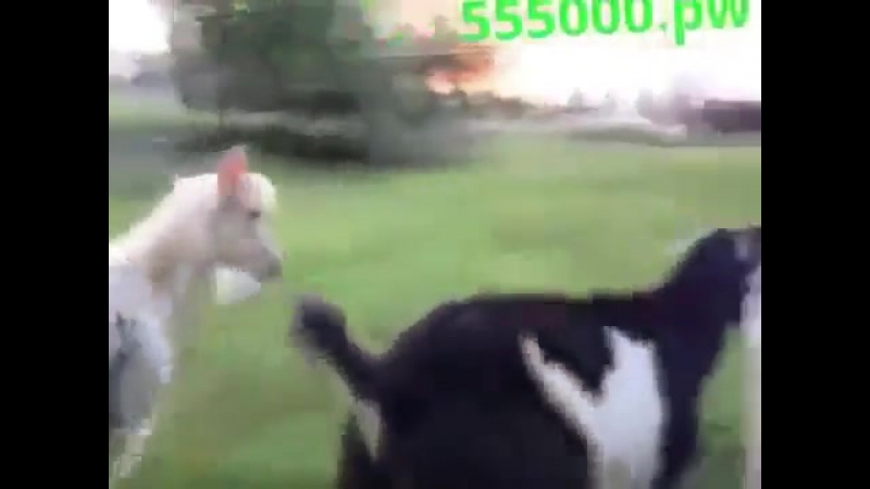 Динь динь динь,колокольчик звенит