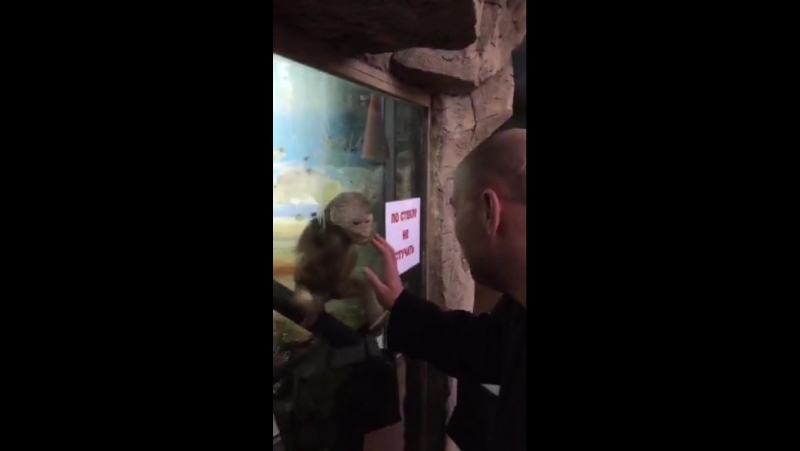 Maymun 31 (monkey jerk)