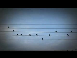 Birds on the wires by jarbas agnelli