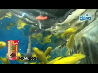 Having hikari cichlid gold