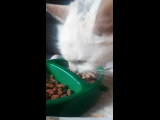 Нафаня кушает ренал