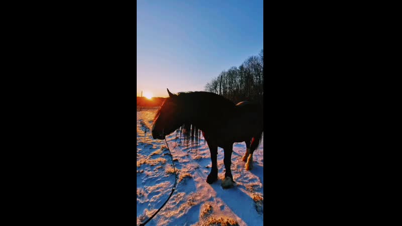 Владимирские жеребцы