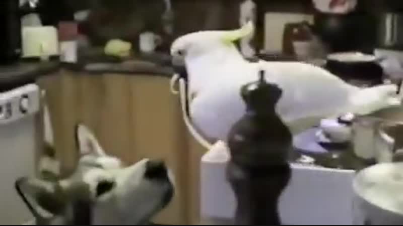 Всё! можете закрывать интернет ничего лучше этого вы сегодня всё равно не увидите