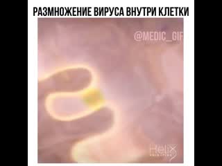 Размножение вируса внутри клетки