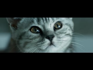 Curious cats rain whiskas tv ad