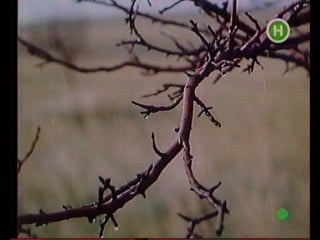 Невідома україна нариси нашої історії фільм 18 наодинці з диким полем (1993)