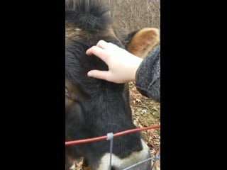 Barnyard friends have tippy taps too