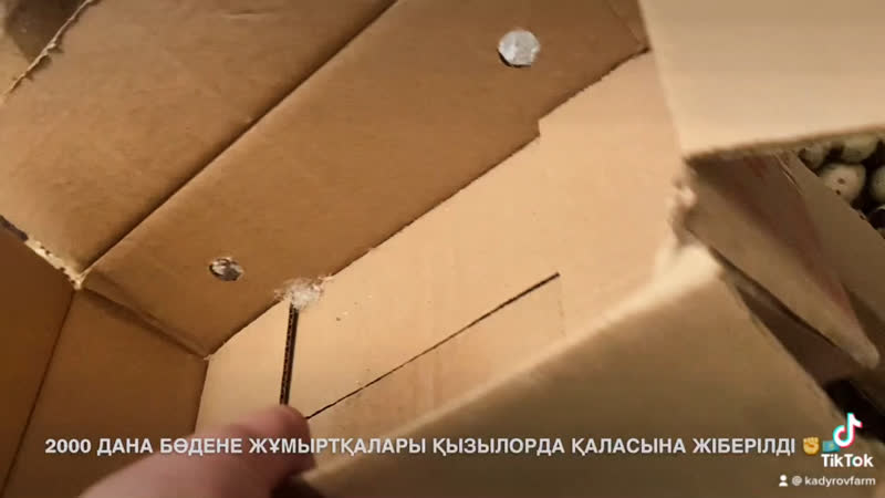 2000 дана бөдене жұмыртқалары қызылорда қаласына жіберілді ✊🇰🇿