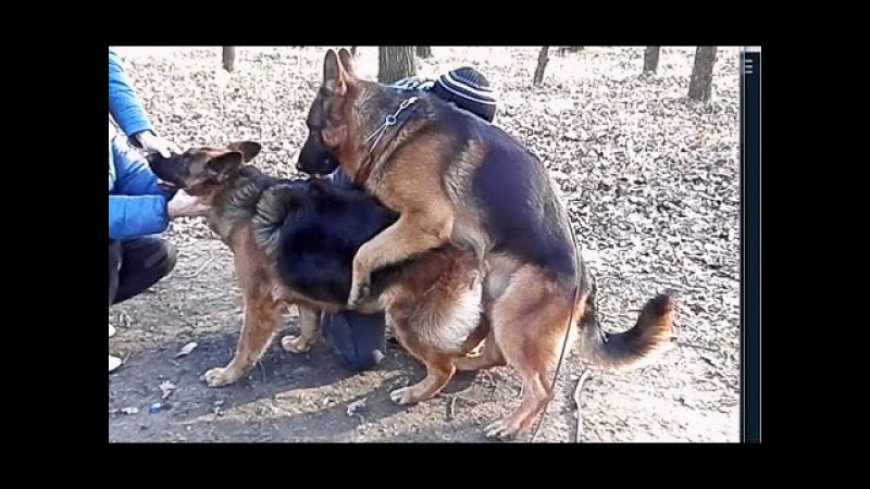 Первая вязка дакара немецкие овчарки hard mating german shepherds одесса