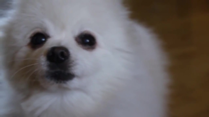 Ytpmv | ducktales main theme ( gabe the dog remix )