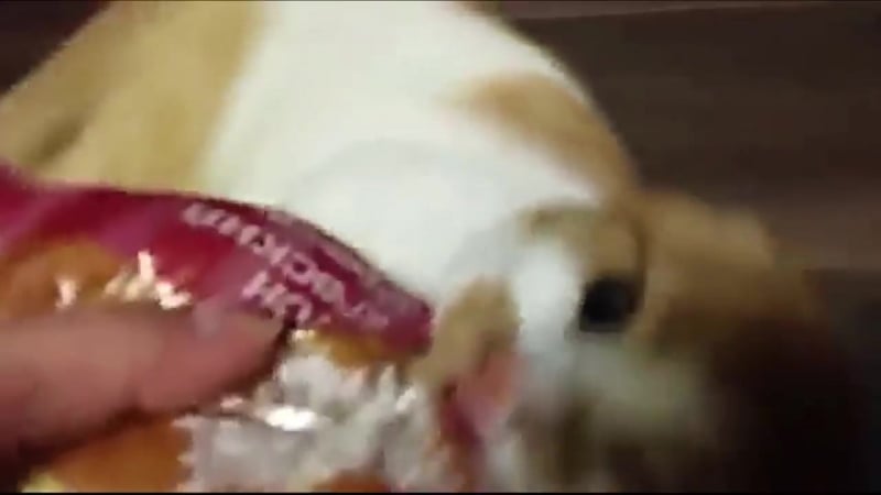 Боря отдай булку