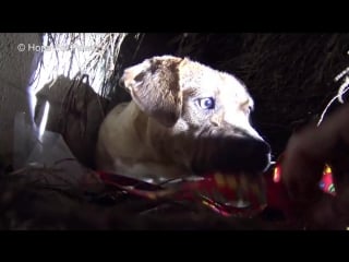 Homeless pit bull gives birth in a den during a massive rainstorm so many puppies!