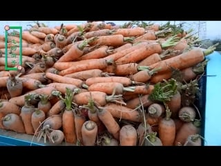 Сельская мама сбор урожая моркови