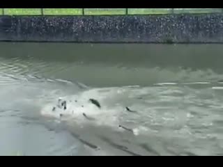 To the peasant who posted that without sound otters assemble! #otter #avengers