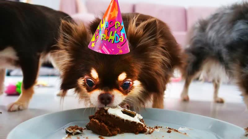 День рождения молодые миши! волшебные питомцы дарят странные подарки и едят торт на день рождения