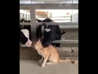 Budnikz 20200531 1 mp4