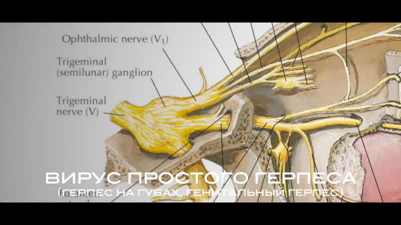 Вич и спид все самые интересные факты о вич и спиде thex