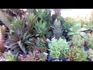 Lithops haworthia collection 2018