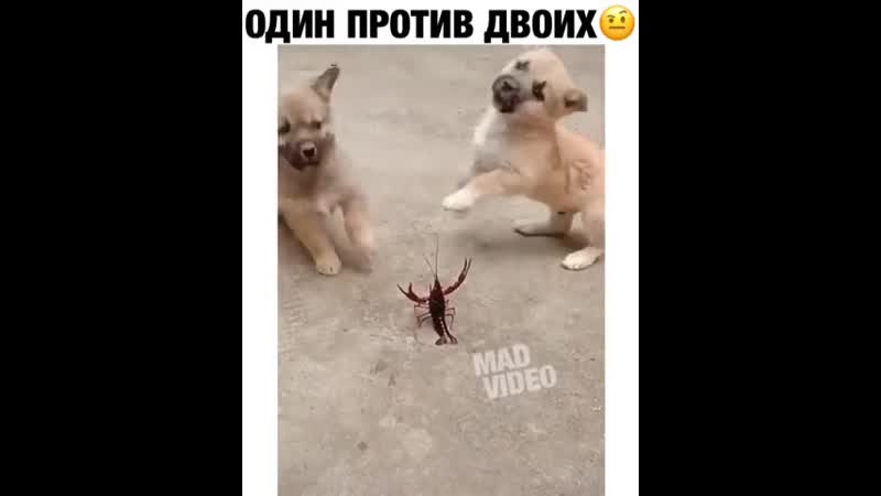 Рак просто так не сдается, щенки😎😆