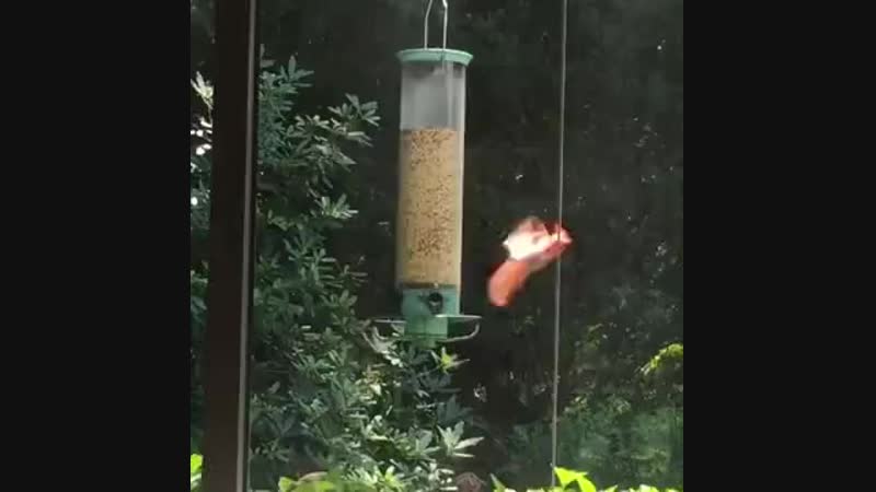 Это кормушка для птичек