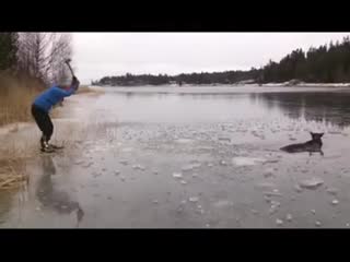 These skaters trying to avoid weak ice until they see a moose that fell through the ice