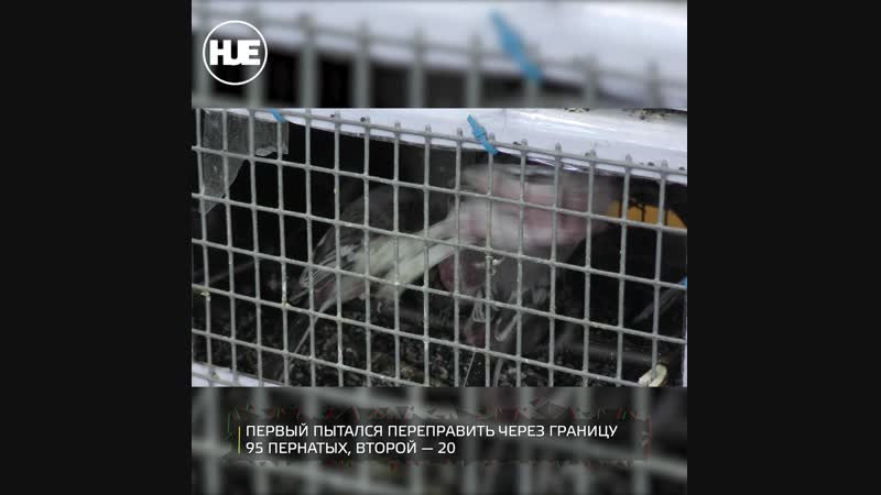 Брянские таможенники нашли в багаже молдован краснокнижных птиц