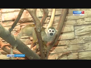 В смоленском зоопарке поселились саймири