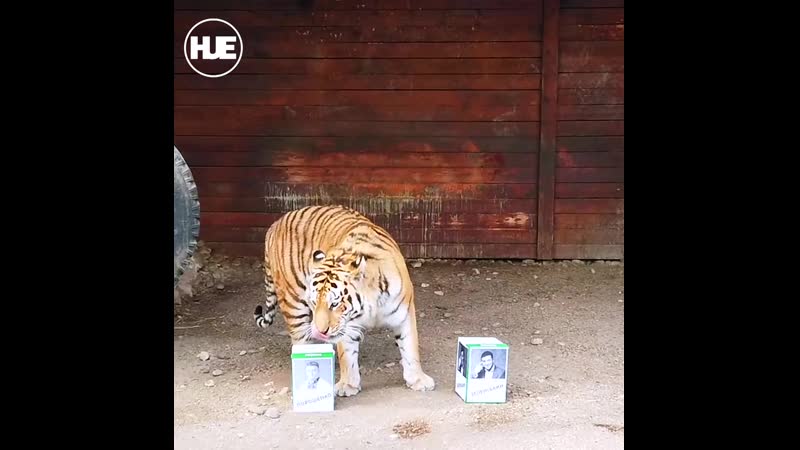 Тигр предсказал победу зеленского на выборах