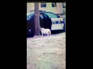 Ohio police officer helps lure runaway pig into car with pizza