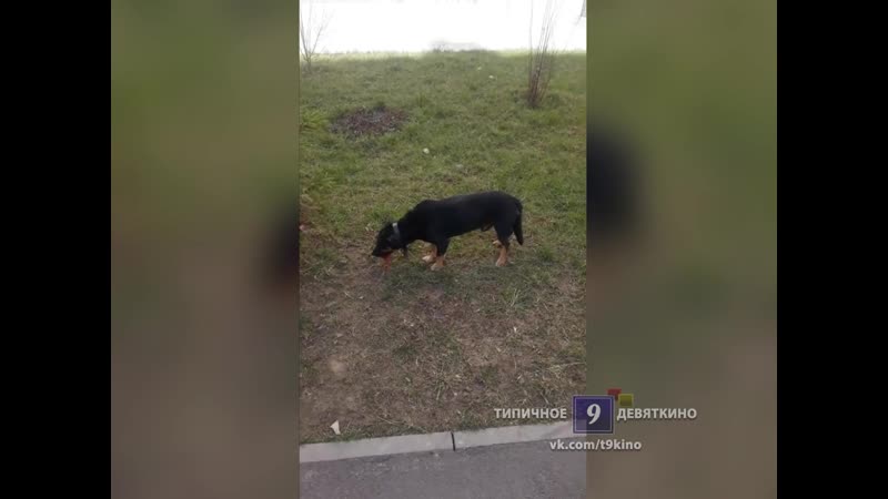 Невыносимая жестокость санкт петербург