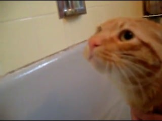 Котэ орет не своим голосом так не хочет купаться