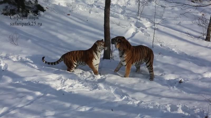 Тигриный секс | фарш