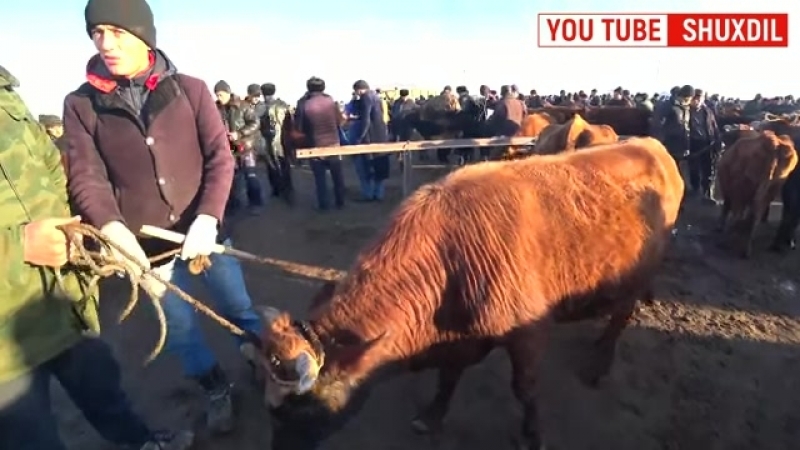 Узбекистон мол қўй товук бозори нархлари хамма кутган видео микс бозор
