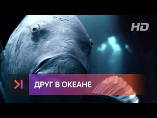 Друг в океане русский трейлер