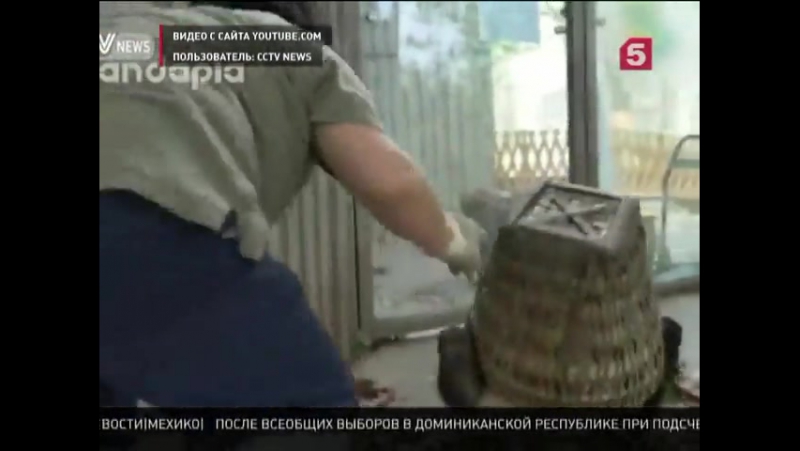 В китайском зоопарке детеныши панды сорвали генеральную уборку