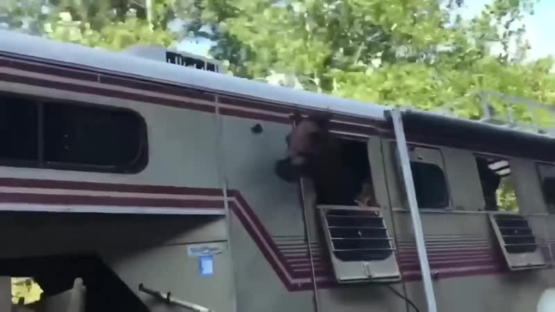 Пустите коня на танцоп