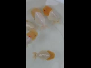 Goldfish enthusiasts mp4