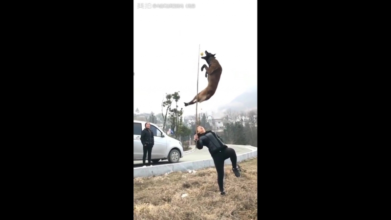 Акелла промахнулся при попытке словить свой шарик