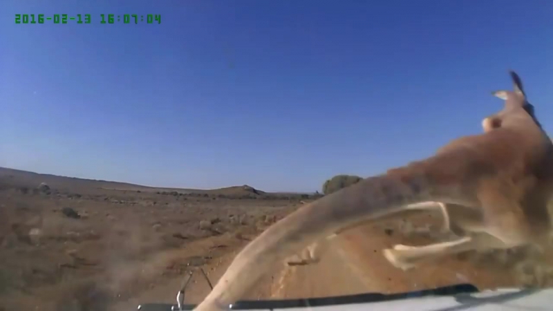 ✔ особое мнение шустрый кенгуру технично увернулся от авто на дороге в австралии