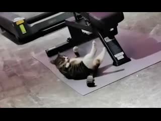 Cat is spotted 'doing crunches' during an 'abs session' at a gym