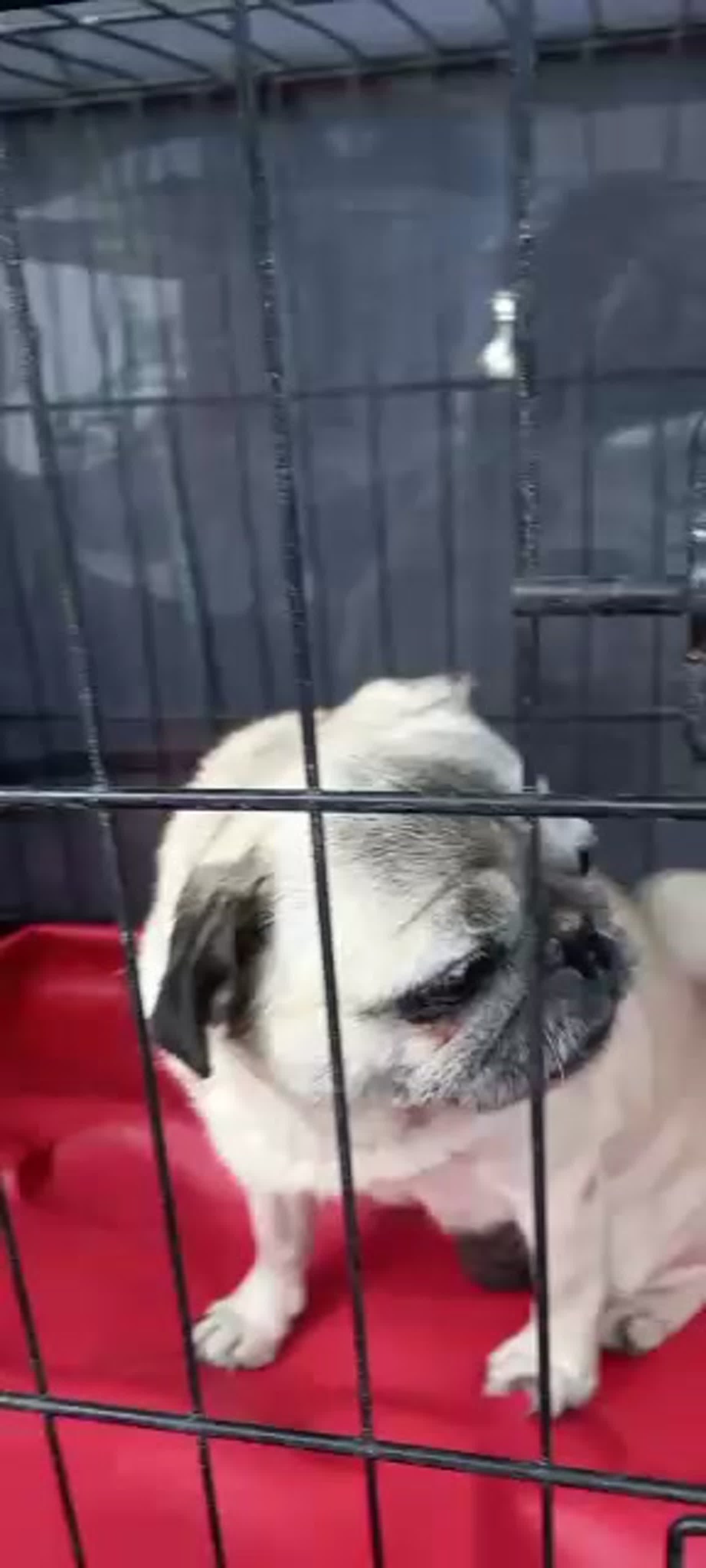 Видео от группа помощи мопсам pugs help russia watch online