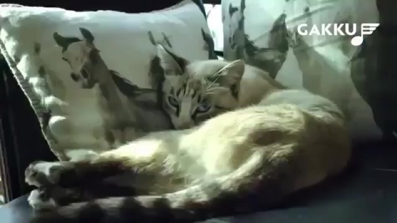 Алло торегали тореали ерке есмахан (360p)