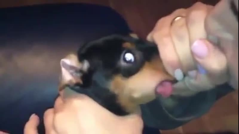 Смехов | вдул 😂