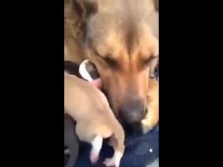 Забрали с улицы расплакалась