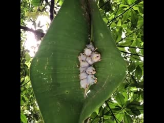 Honduran white bats